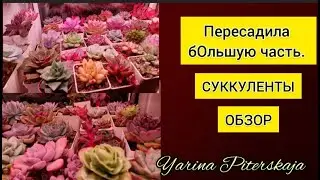 Суккуленты. Пересадила бОльшую часть. Обзор.