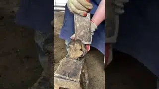 Hoof trimming: Thick donkey hooves are easily cut off! Have you seen about donkey care? 