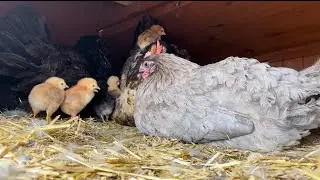 It Takes A Village | 4 Hens and 1 Duck | Hatching Eggs | Broody Birds | North Texas Homestead