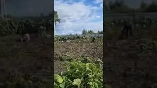 Тёща с автоматом заставляет копать картошку #russia #funnyvideo #россия  #юмор