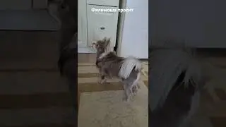 Филимоша 