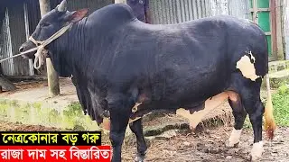 নেত্রকোনার প্রান্তিক খামারির বড় গরু রাজা ওজন ও দাম সহ বিস্তারিত জানুন Big cow raja price