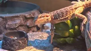 Чика