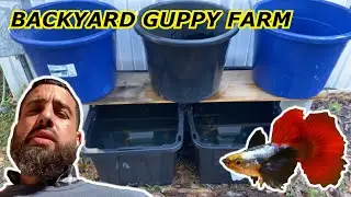 BACKYARD GUPPY FARM - BREEDING GUPPIES FOR PROFIT