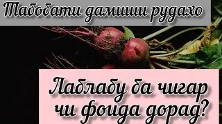 ЛАБЛАБУ. ХОСИЯТХОИ ШИФОБАХШИ ОН БА ОРГАНИЗМ.