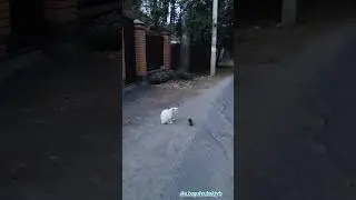 Котейка и птичка 🐈🐦😯