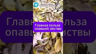 Польза опавшей листвы на участке!  