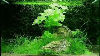 Оформление аквариума на 100 литров от Tropica