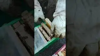 кружка пчёл и нуклеус готов