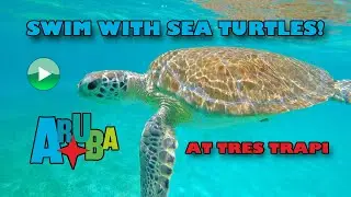 Aruba - Swim with Sea Turtles