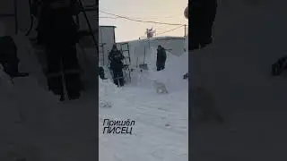 ВСЁ! ПРИШЁЛ ПЕСЕЦ!