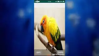 Parrot Live Wallpaper  2018 - Hình nền con vẹt