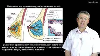 Дубынин В. А. - 100 часов школьной биологии - 1.14. Эндокринная система. Часть 2