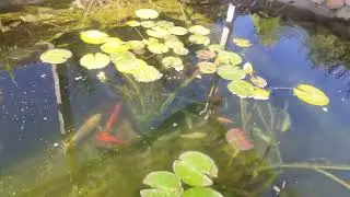 Koi carp in clear water. Карпы кои в чистой воде