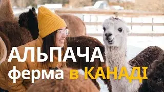 Альпаки, історія втілення мрії на канадській фермі