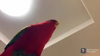 (plantilla) Loro rojo ríendose meme