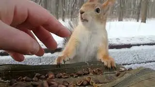 Милая незнакомая белочка / Cute unfamiliar squirrel