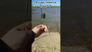 А  у вас ловятся ерши!? 🐟 