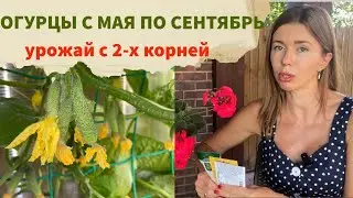 Какие сорта огурцов сеять, чтобы всегда быть с урожаем. Всего 2 огурца и много урожая с них