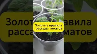 Золотые правила рассады томатов 