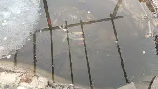 Koi have wintered!  Карпы кои перезимовали! 3 марта 2022