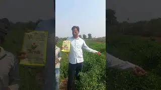 મરચી મા આવતા વાયરસ માટે યોગ્ય ઉપાય @KNMAURYA @KhetiKaDoctorSunil