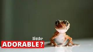 Dope Gecko: LOVE ME!