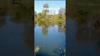 Зачётный лещ на фидер!