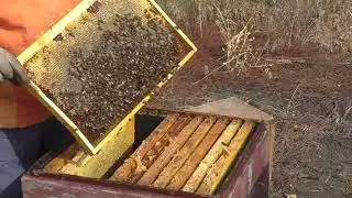 СОБИРАЕМ ПЧЁЛ В ЗИМУ ПО БЫСТРОМУ.