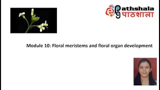 Module 10: Floral Meristems and Floral Organ Development #EPGPathshala