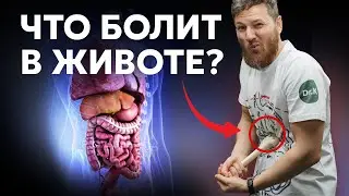 Почему БОЛИТ ЖИВОТ? Симптомы и диагностика.