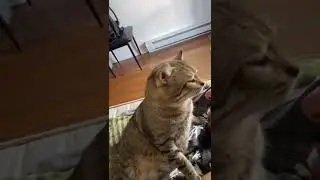 Cat Wakes Up Yawns And Then Bites Owners Arm