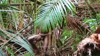 Papua. Korowai tribe. #6