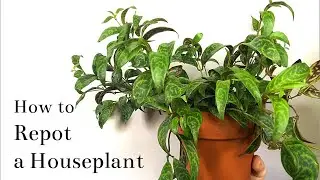 How to Repot a Houseplant