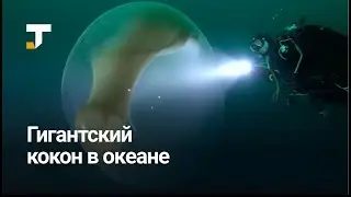 Дайверы нашли огромный кокон в Северном Ледовитом океане