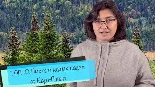 ТОП 10. Пихта в наших садах от Самойленко Натальи.