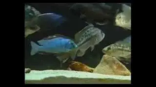 Африканские цихлиды