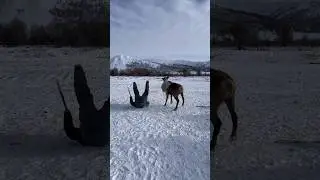 A riding deer “Uuchah” / Верховой олень “Уучах” Pandasakha Yakutia❄️ 