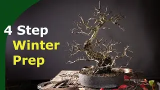 Bonsai Winter Preparation In 4 Steps