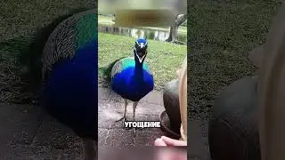 невероятная дружба с павлином 🦚♥️🦚 