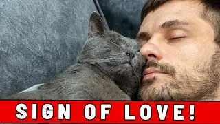 10 Signs That You Make Your Cat VERY HAPPY (#2 Is Hilarious but Very Accurate)