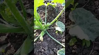 Мій город. Помідори 8.06.2023р.