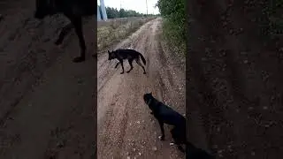 Фенрир и лужи