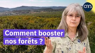 Les arbres du futur | Reportage CNRS