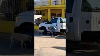 Alimentando Perritos En Situación De Calle #perritoscallejeros #perritos #mascotas #animals