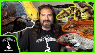 A TOUR OF MY REPTILE ROOM! (meet my snakes, lizards, and more!)