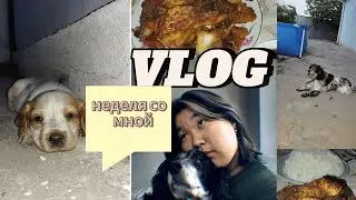 VLOG/ НЕДЕЛЯ ИЗ МОЕЙ ЖИЗНИ/ ЩЕНОК🐕