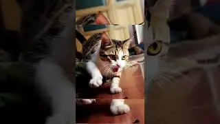 Funny and Cute Cat 