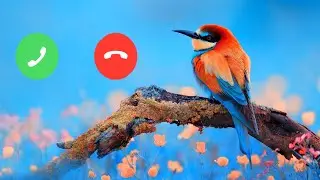 Bird Call Ringtone ।। Mobile Ringtone