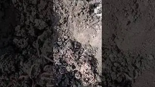 Червям повезло рыбалка закончена